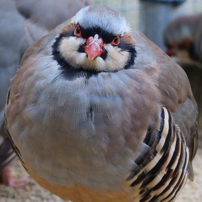 丸いフォルムにぷっくりした正面顔が可愛い(提供:松江フォーゲルパーク)