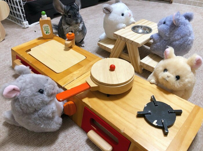 ちーちゃんはどこにいる?(提供:ちーこっこさん)