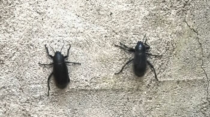 トンネルの壁には3~4cmの大きさの黒い虫が