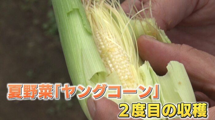 今年2度目の収穫を迎えたヤングコーン