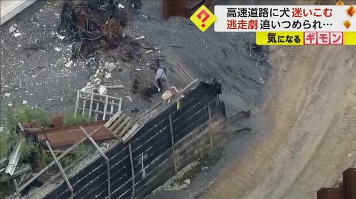 崖に追い詰められる犬