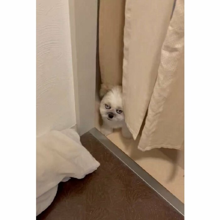 ひょっこり見てきているのが可愛らしい