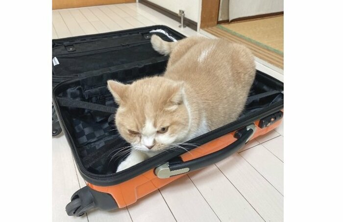 先代猫のこてつくん