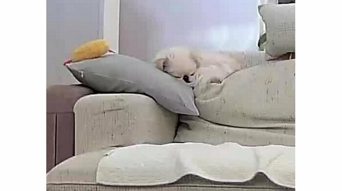 すやすや寝ている姿を見て癒やされているという