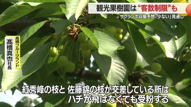 この園地では、佐藤錦の近くに紅秀峰の木を植え、枝が交差するように工夫されていた