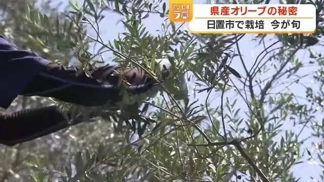 収穫はすべて手摘みで行う