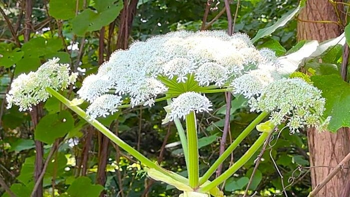 北大で発見された「ジャイアント・ホグウィード」と思われる植物(視聴者提供)