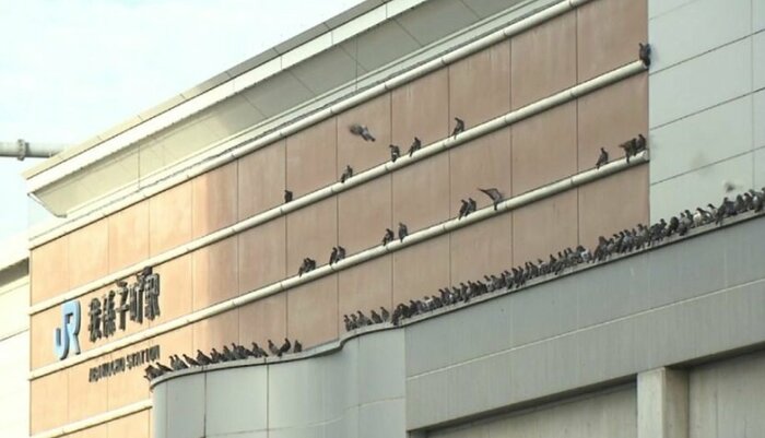JR我孫子駅に群がるハト 2019年撮影