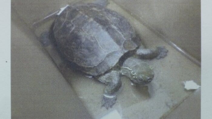 クサガメが届いたことも