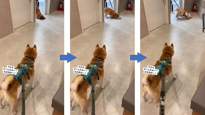 左右にクネクネしながら出てくるうららちゃん