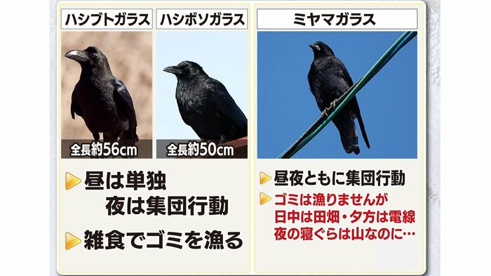 ミヤマガラス 体長は40~50センチ、昼夜ともに集団行動