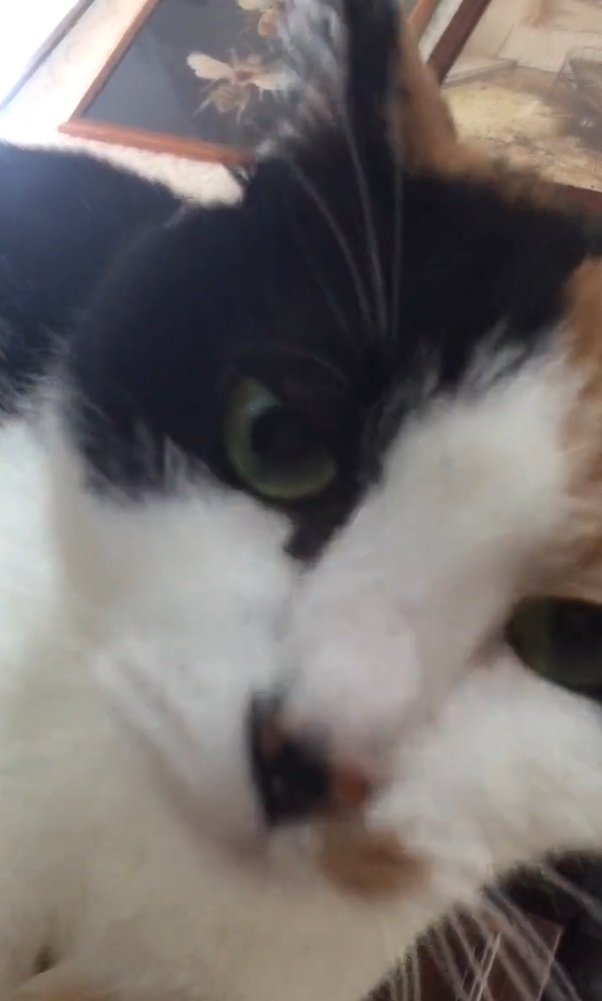 時計をひっかいた後飼い主さんに向かってくるミカサちゃん