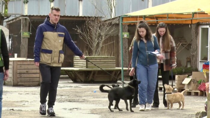 飼い主のいない犬を散歩に連れて行く地元の人々