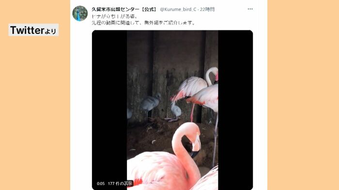 久留米市鳥類センターのTwitterより