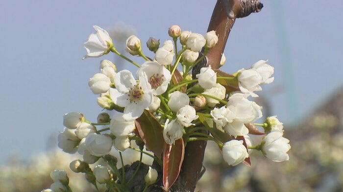 富山市の呉羽丘陵に咲く梨の花