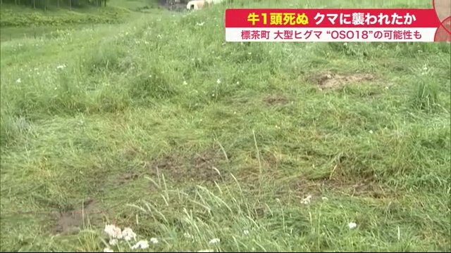 一夜にして牛の死骸がなくなっていた(7月12日)