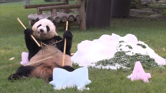 パンダの「結浜」 4歳の誕生日会 大人の仲間入りはまだ!?