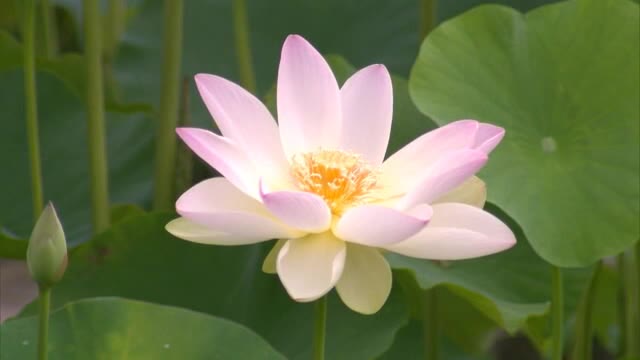 休耕田を活用 梅雨に映えるハスの花【岡山・久米南町】