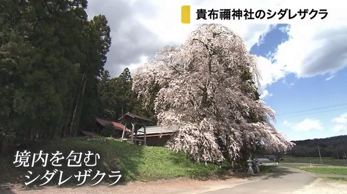 貴布禰神社の境内を飾るシダレザクラが咲き誇る【宮城発】