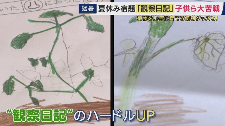 「猛暑でトマトが育たない」小学2年生の観察日記には“緑の茎と葉の絵”だけ　「とまとだよ」書き込みも　難易度上がる定番宿題に専門家「ベランダは過酷な条件。枯れてしまっても観察の記録として有効」｜FNNプライムオンライン