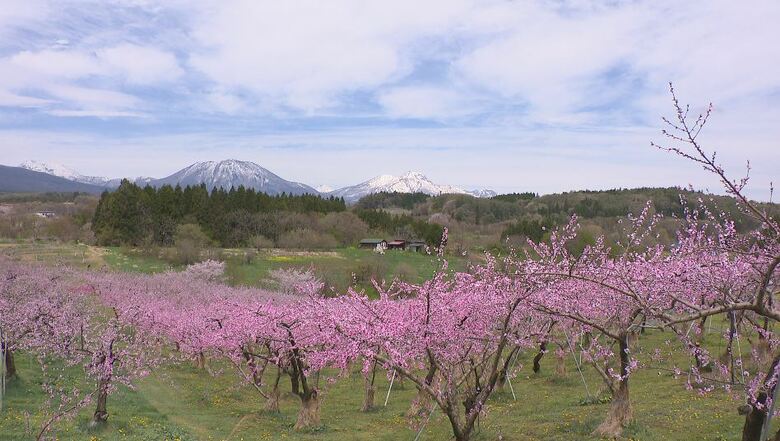 ピンクのじゅうたん　北信五岳を望む　桃の花が見ごろ　長野県飯綱町の丹霞郷｜FNNプライムオンライン