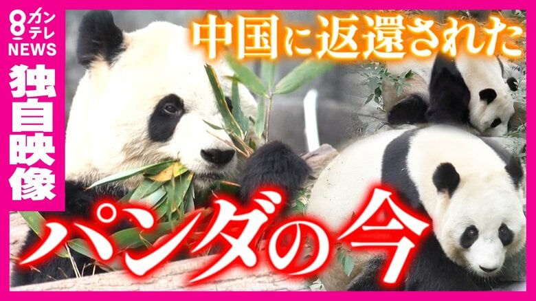 パンダ全頭返還の和歌山県白浜町　アドベンチャーワールドはどうなったのか…飼育スタッフが8年間の想いと返還の舞台裏を打ち明ける　町役場からはパンダの看板が消え「”ポストパンダ”に切り替えた」と町長　次は温泉で勝負？｜FNNプライムオンライン