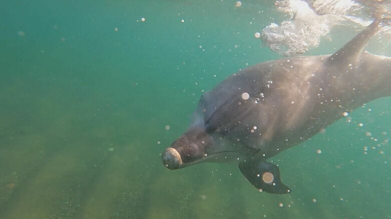 珠洲の人気者だったイルカ「すずちゃん」が問いかけた人間と野生動物の距離…福井で「かみつきイルカ」と呼ばれ死骸で発見｜FNNプライムオンライン