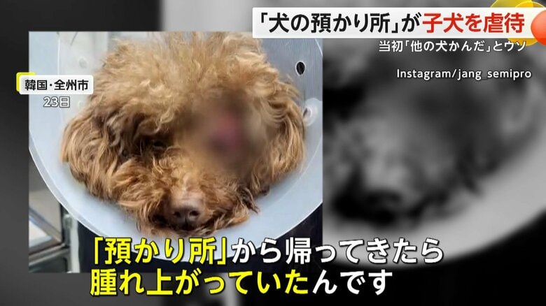 「犬の預かり所」が子犬虐待　片目が腫れ上がり…失明　当初「ほかの犬がかんだ」とうその説明　SNSで怒りの声　韓国｜FNNプライムオンライン