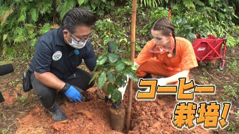 過酷な条件も“沖縄県産コーヒー”を栽培…トラウデン直美の取材から見えた「コーヒー2050年問題」｜FNNプライムオンライン