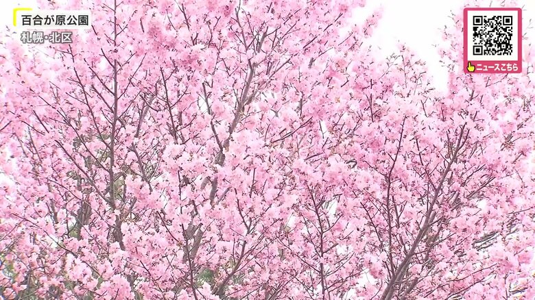 【梅と桜が同時に満開】百合が原公園で白梅とチシマザクラが見頃「リリートレイン」も運行スタート…北海道の遅い春を列車で満喫〈札幌市〉｜FNNプライムオンライン