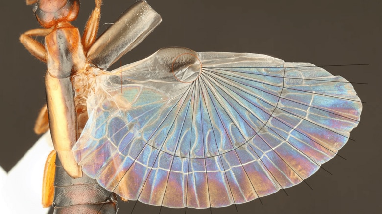 昆虫最小に折り畳める「ハサミムシの翅」の仕組みを解明…その秘密は“折り紙”だった｜FNNプライムオンライン