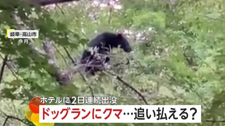 ホテルのドッグランに子グマ…2日連続出没「親グマも出てくるかも…」　スマホの電子音もまったく気にせず　岐阜・高山市｜FNNプライムオンライン