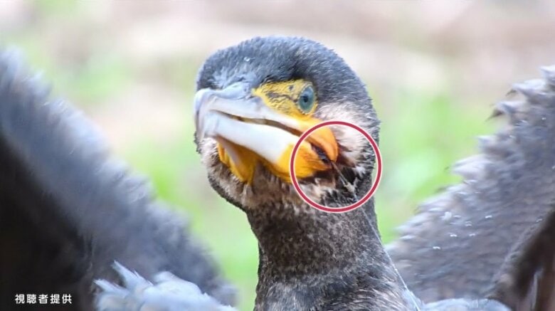 釣り針・ルアーでけがをした鳥が相次いで見つかる　「水鳥の飛来地」京都・天橋立近く【京都発】｜FNNプライムオンライン
