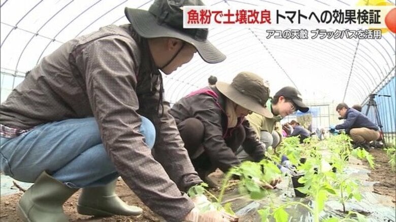 ブラックバスでトマトはおいしくなるのか!?　特産のアユ守るため駆除したブラックバスで土壌改良　トマトのハリ・ツヤ・収穫量など検証【山形発】｜FNNプライムオンライン