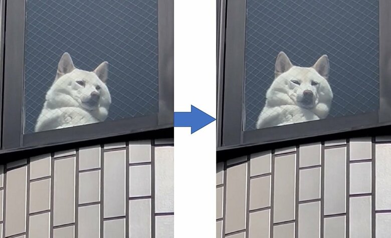 一瞬視線を外すも、すぐに飼い主さんに戻った