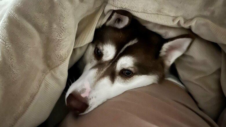 お腹の上で眠ることも