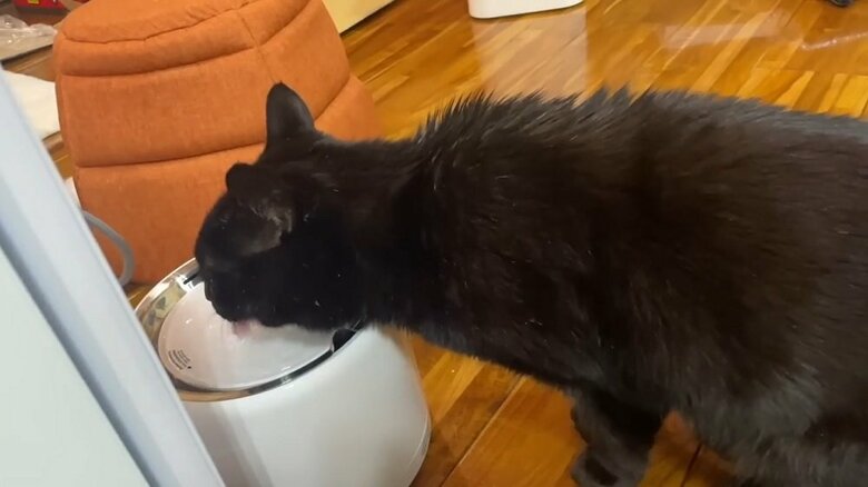 水もしっかり飲んでくれた