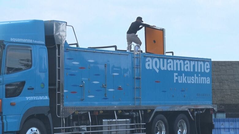 バショウカジキを運ぶ大型トレーラー