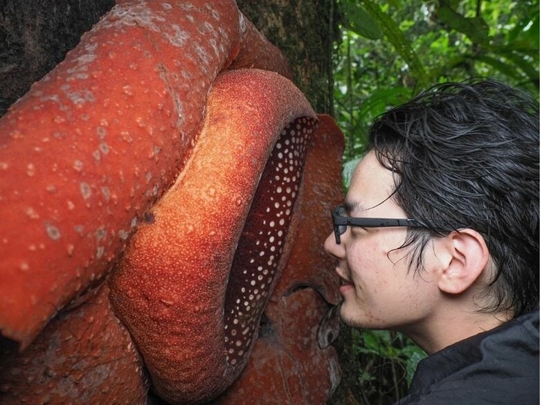 開花3日目の匂いを嗅ぐ様子（提供：柳澤静磨さん）
