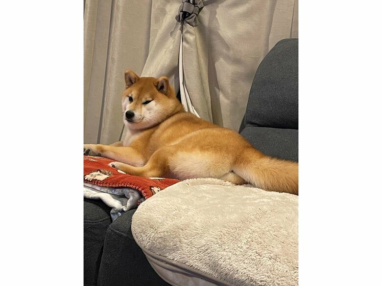 提供：赤柴いちさん