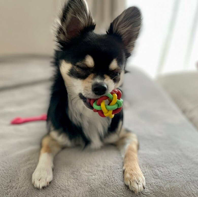 提供：チワワのごまじろーさん