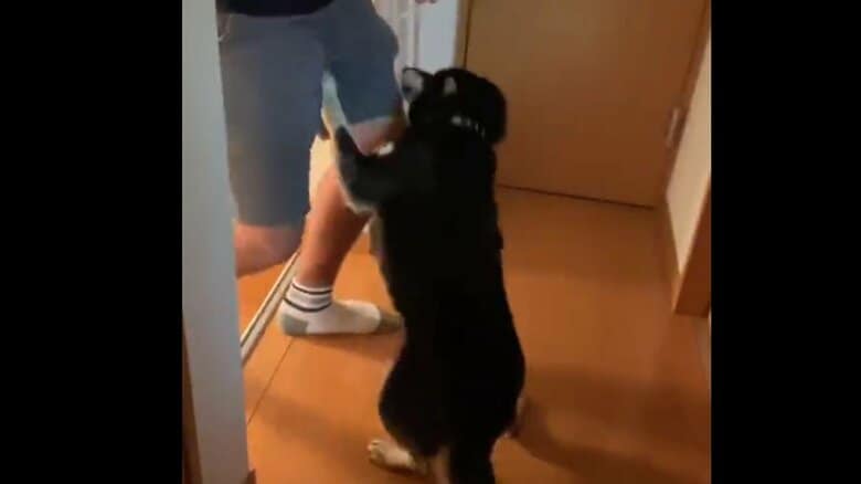 帰宅時の様子その1。お父さんにしがみつくチョコちゃん