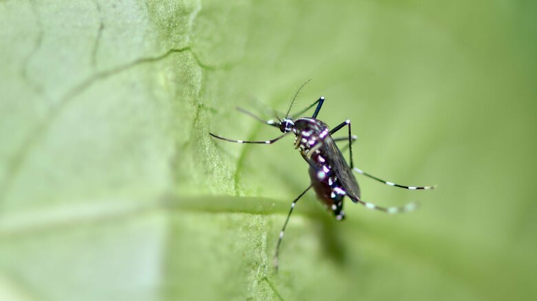 蚊も増え始める梅雨