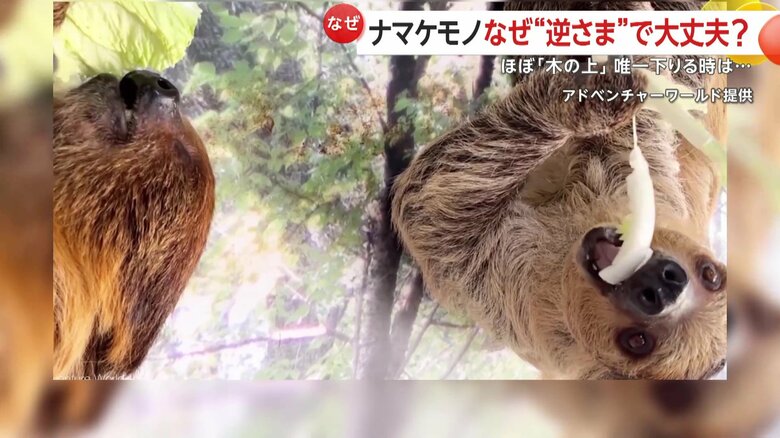 後ろ足で木にぶら下がり、前足を机に置いて逆立ちのような状態のナマケモノ