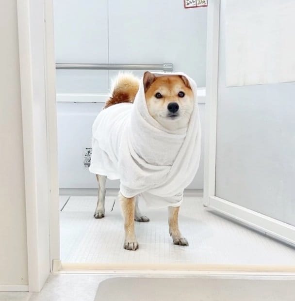提供：柴犬りんご郎 YouTube 