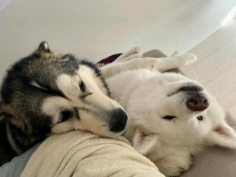 飼い主さんの隣で寝たい2匹