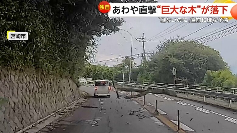 運転中に突然、巨大な木が落下してきた一部始終②