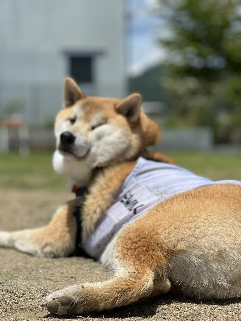提供：柴リアンハスキーもちごめ兄弟さん
