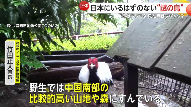 「野生では中国南部の比較的高い山地や森に住んでいる」と語っている竹田園長