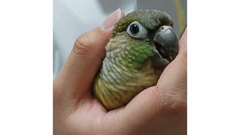 ウロコインコのココくん